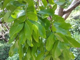 Schotia brachypetala young leaves